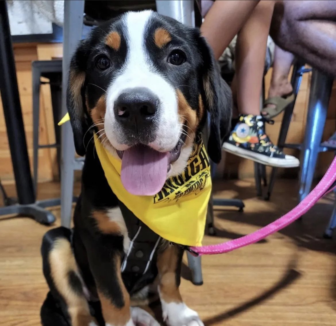 Coastal Mass. Brewing Dog-Friendly Taproom