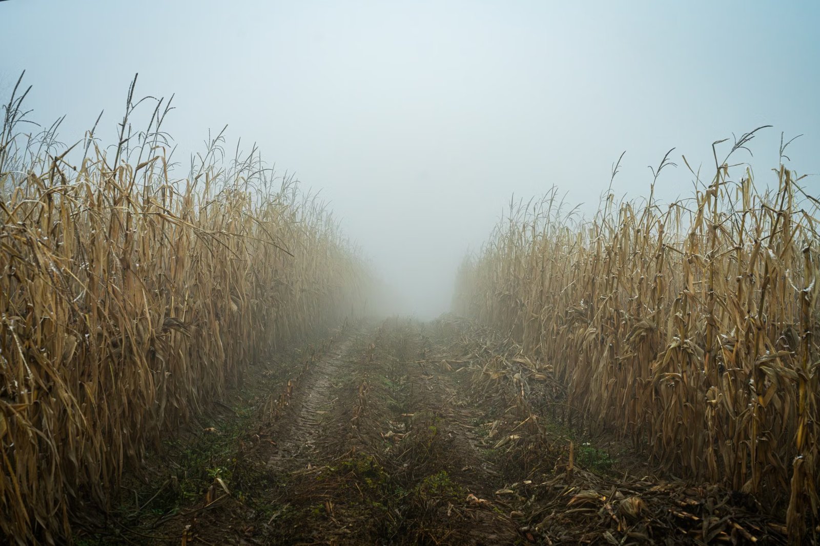 Schartner Farms Corn Maze & Orchard