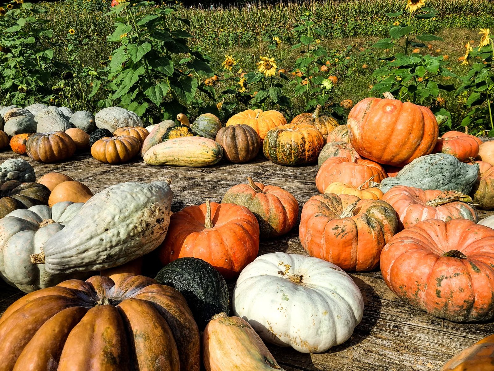 Cucurbit Farm
