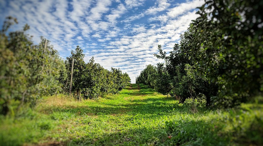 Berlin Orchards