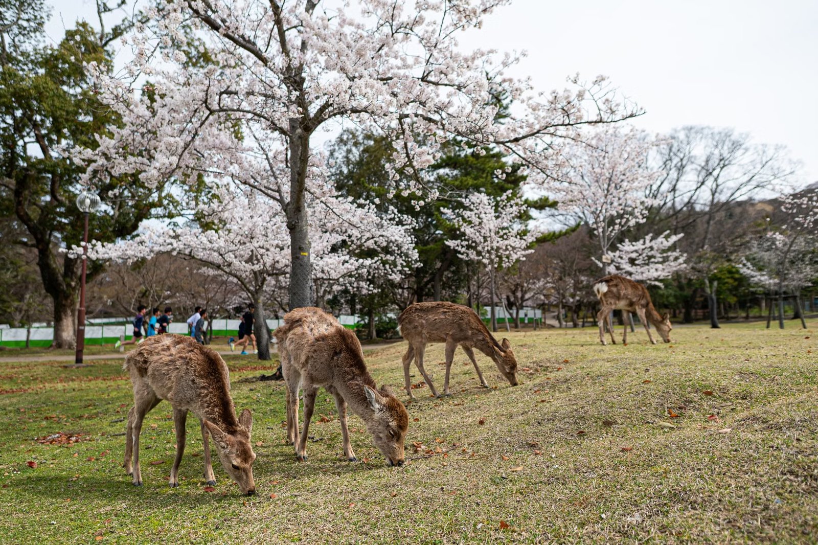 NARA Park Amphitheater