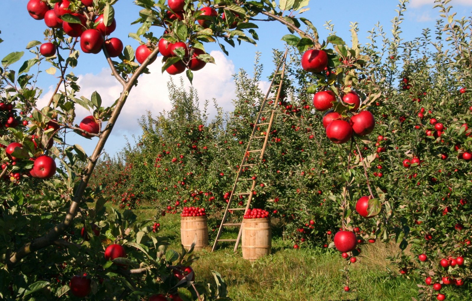Apple Picking at Lookout Farm