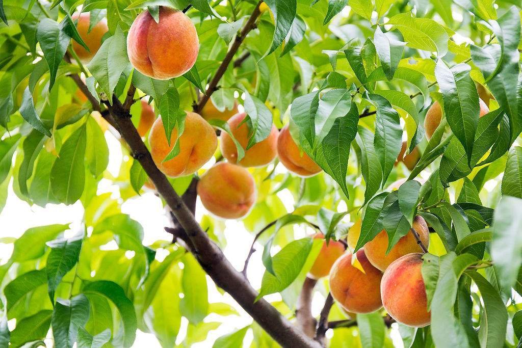 Peaches