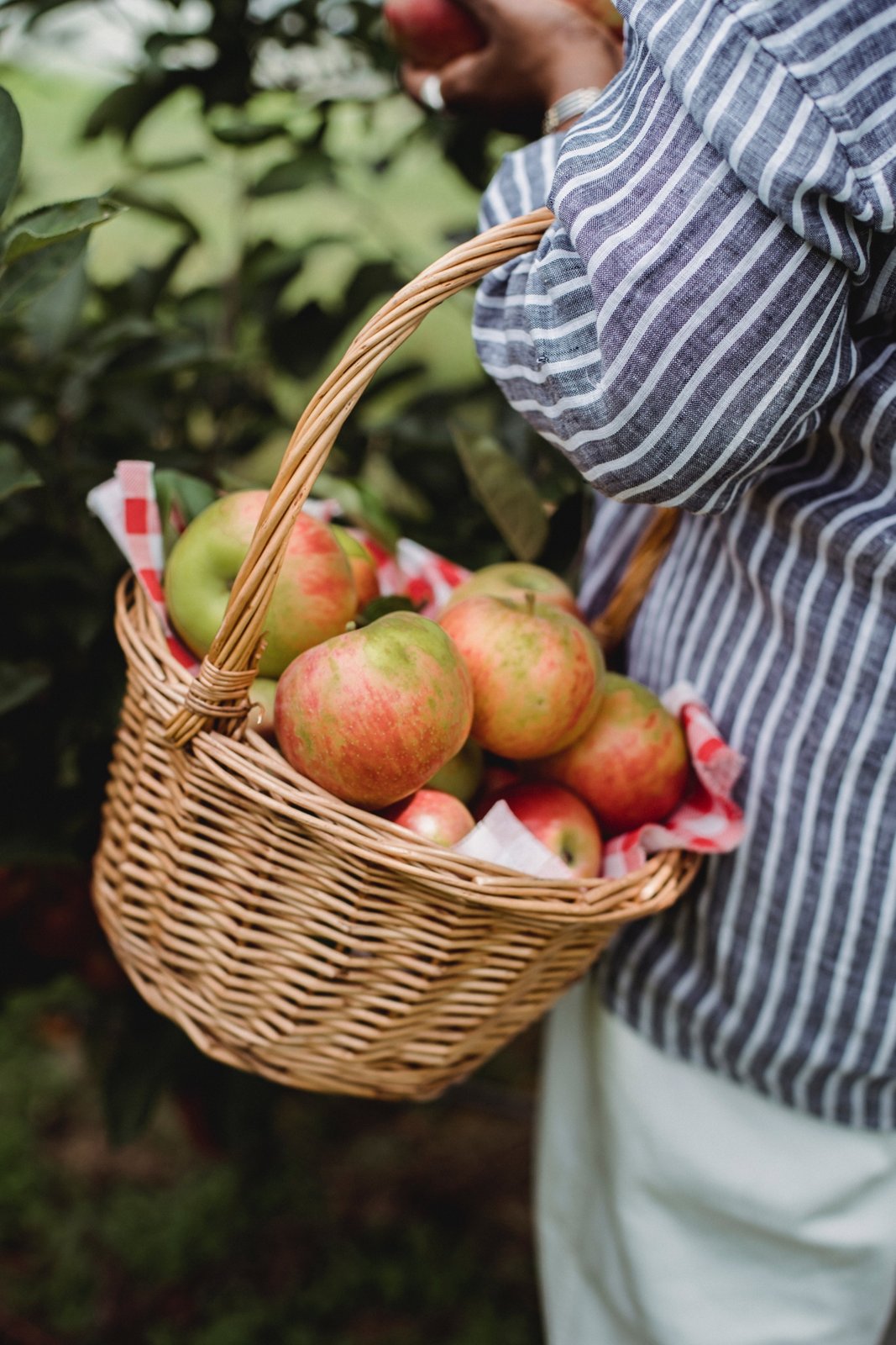 Apple Picking at Dowse Orchards