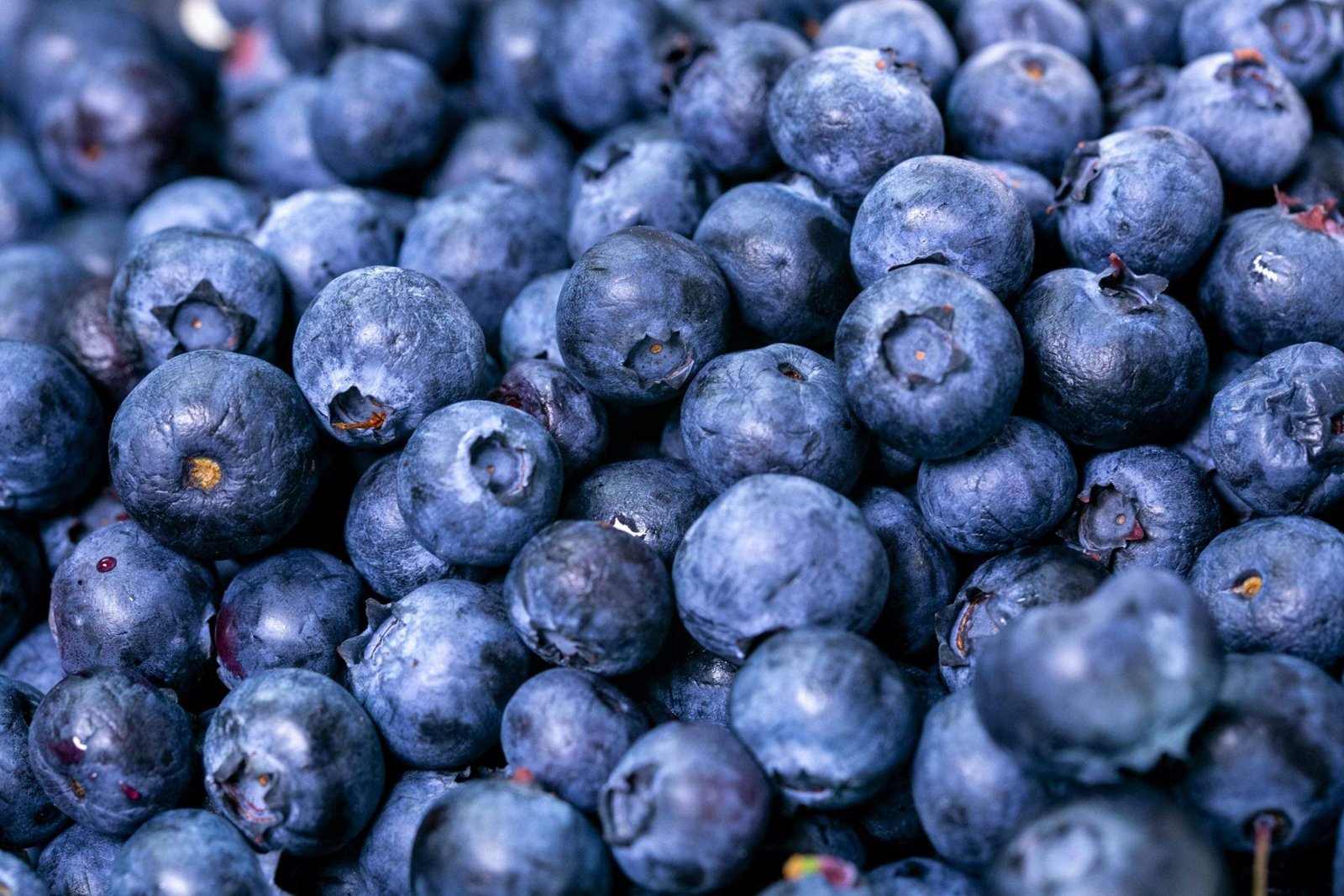 Blueberries Pick Your Own