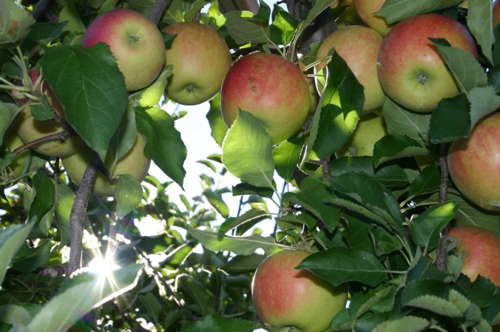 Apple Picking at Brooksby Farm