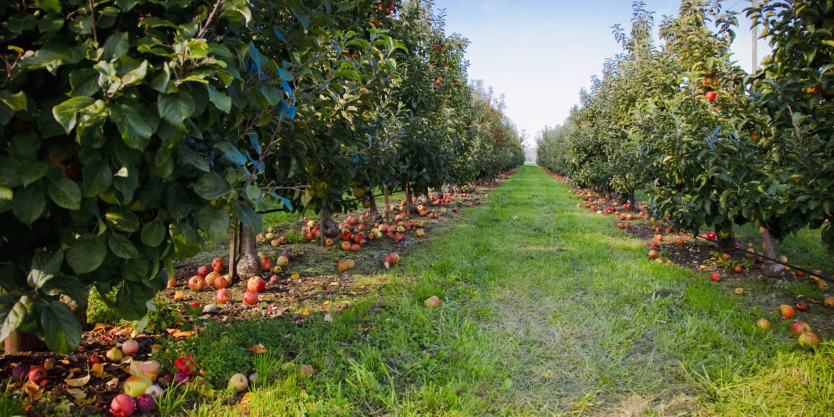 Apple Picking at Honey Pot Hill Orchards