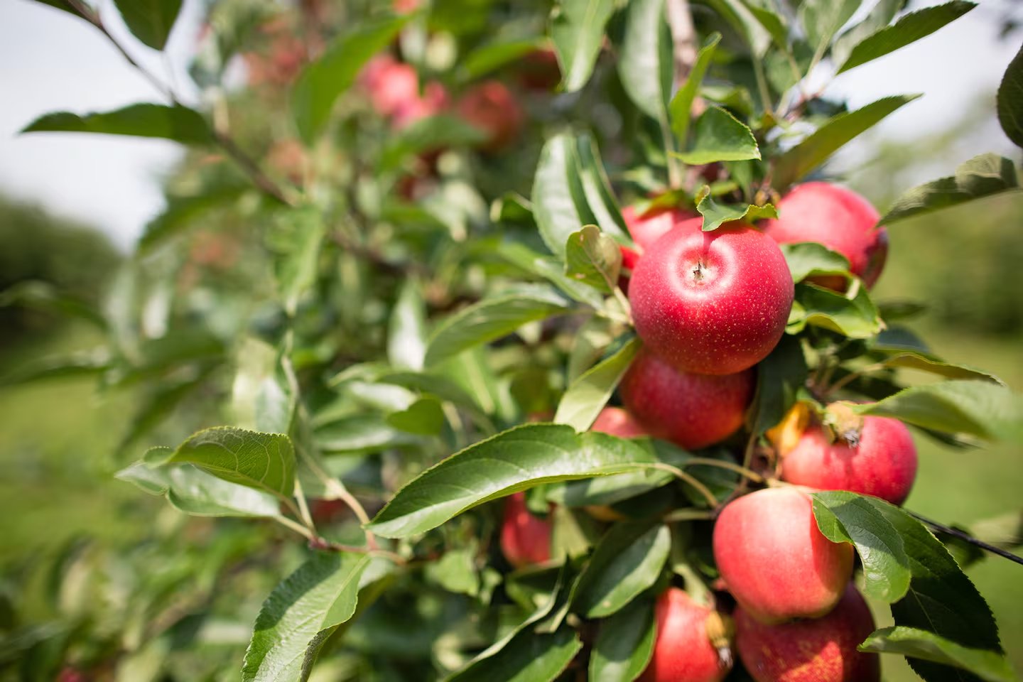 Apple Picking at Shelburne Farm