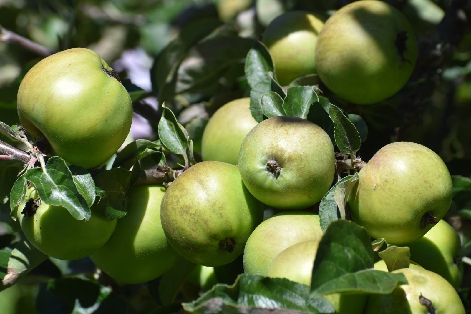 Jersey Mac, Early Mac & Williams Pride Apple Picking