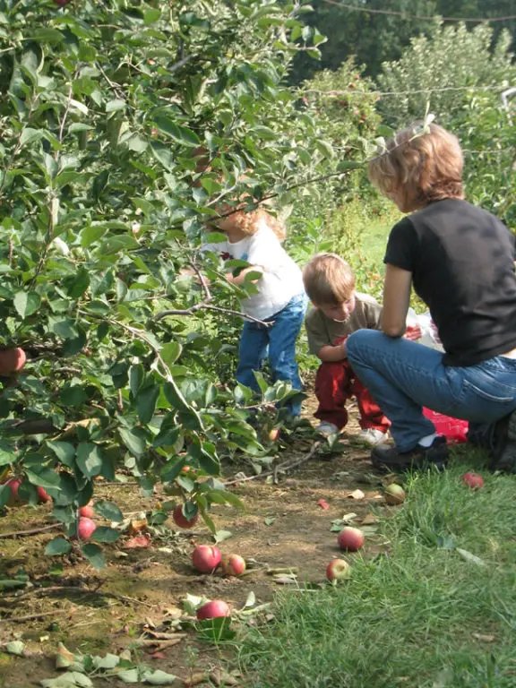 Apple Picking at Belkin Family Lookout Farm
