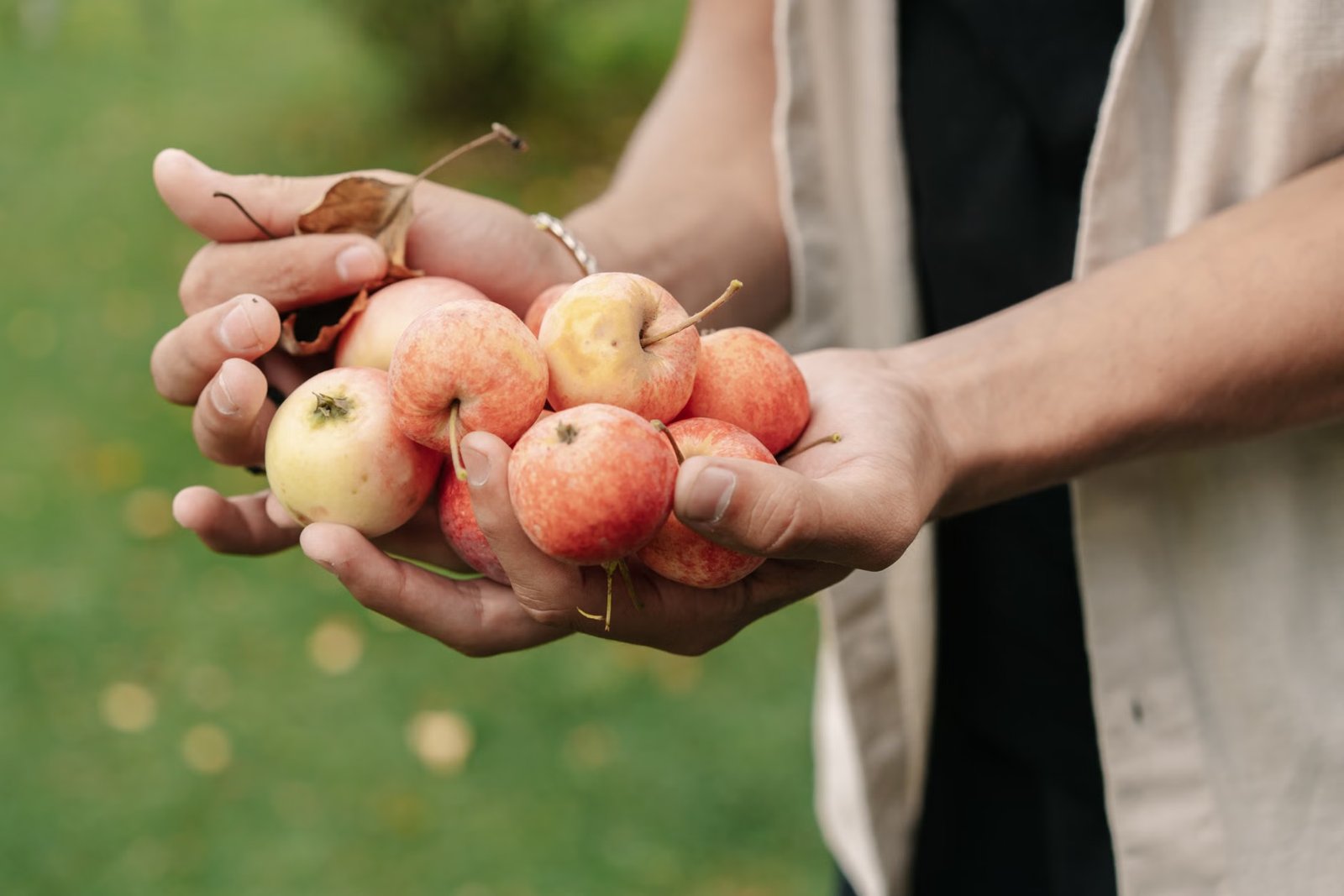 Apple Picking