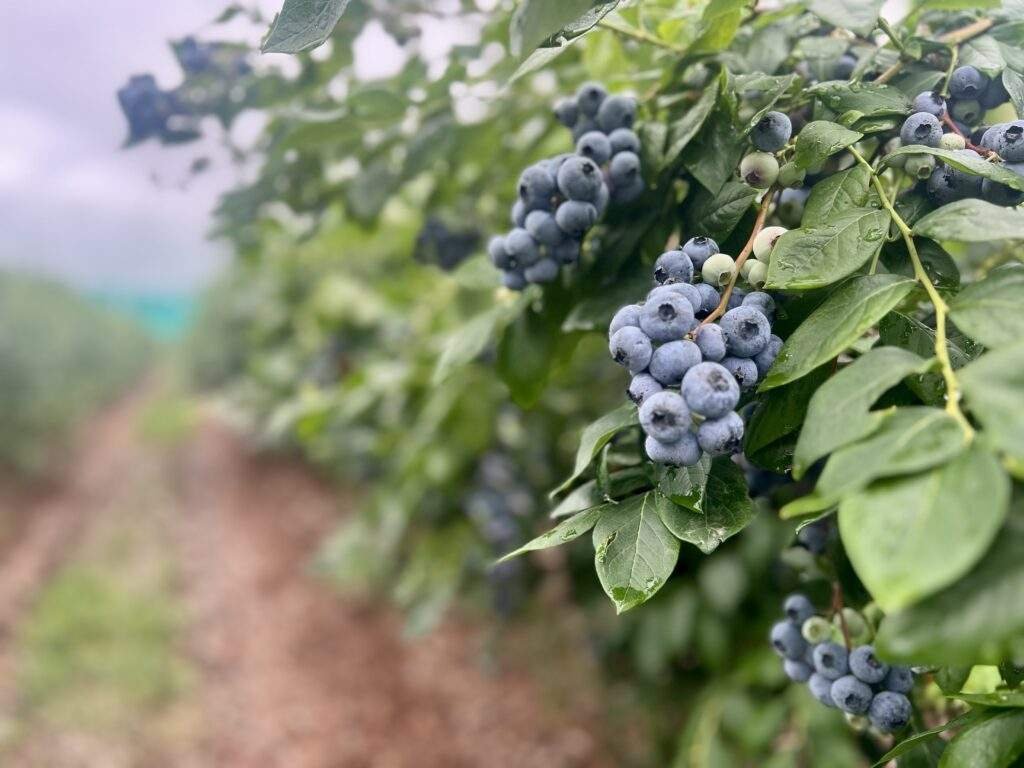Apple Picking at Parlee Farm