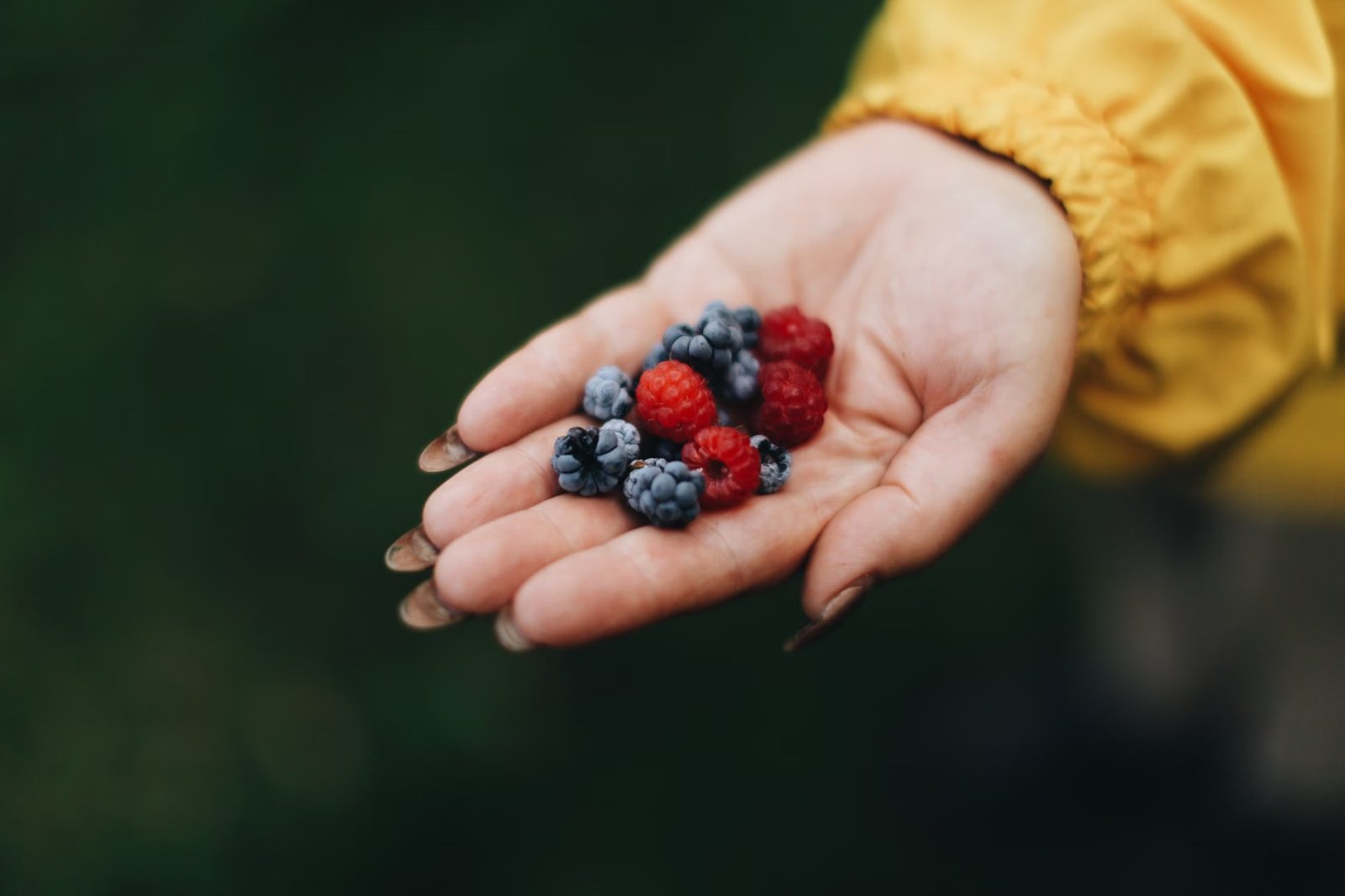 Blackberry & Raspberry Picking
