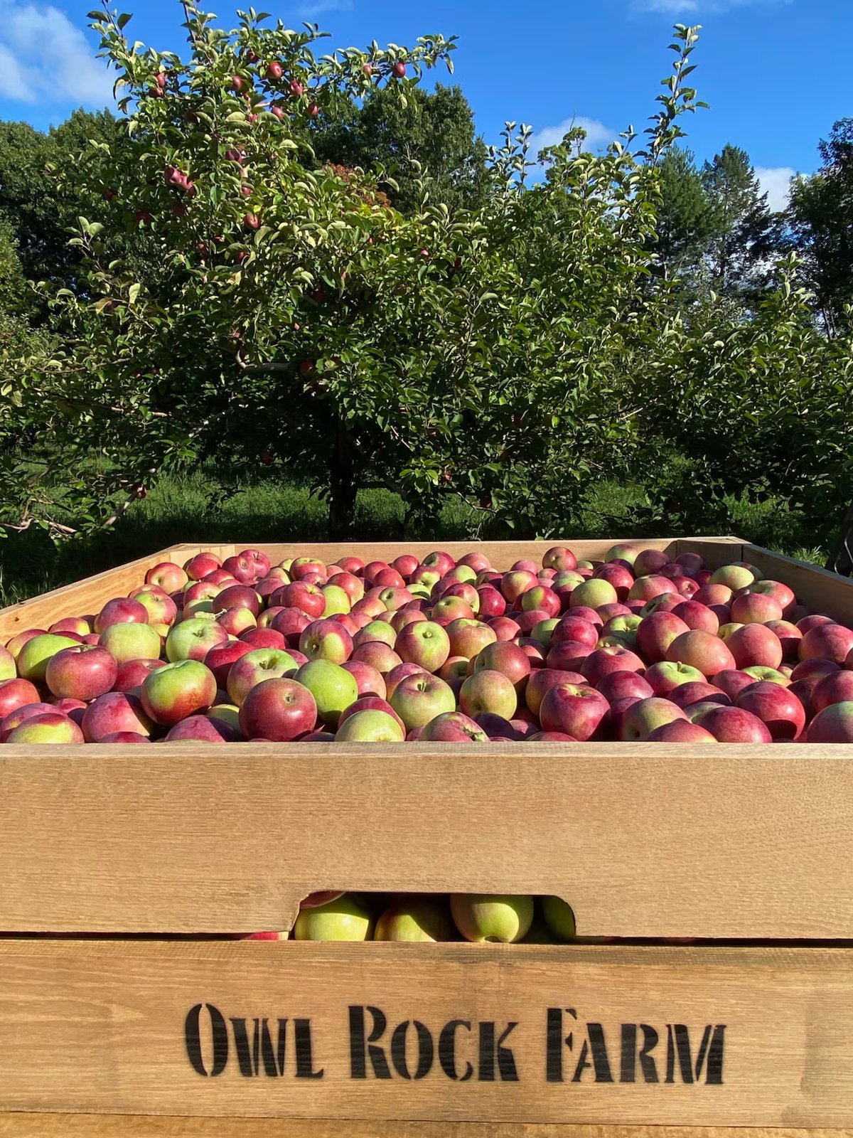 Apple Picking at Owl Rock Farm