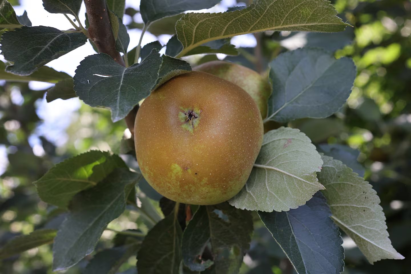 Heirloom Apple Picking Tours