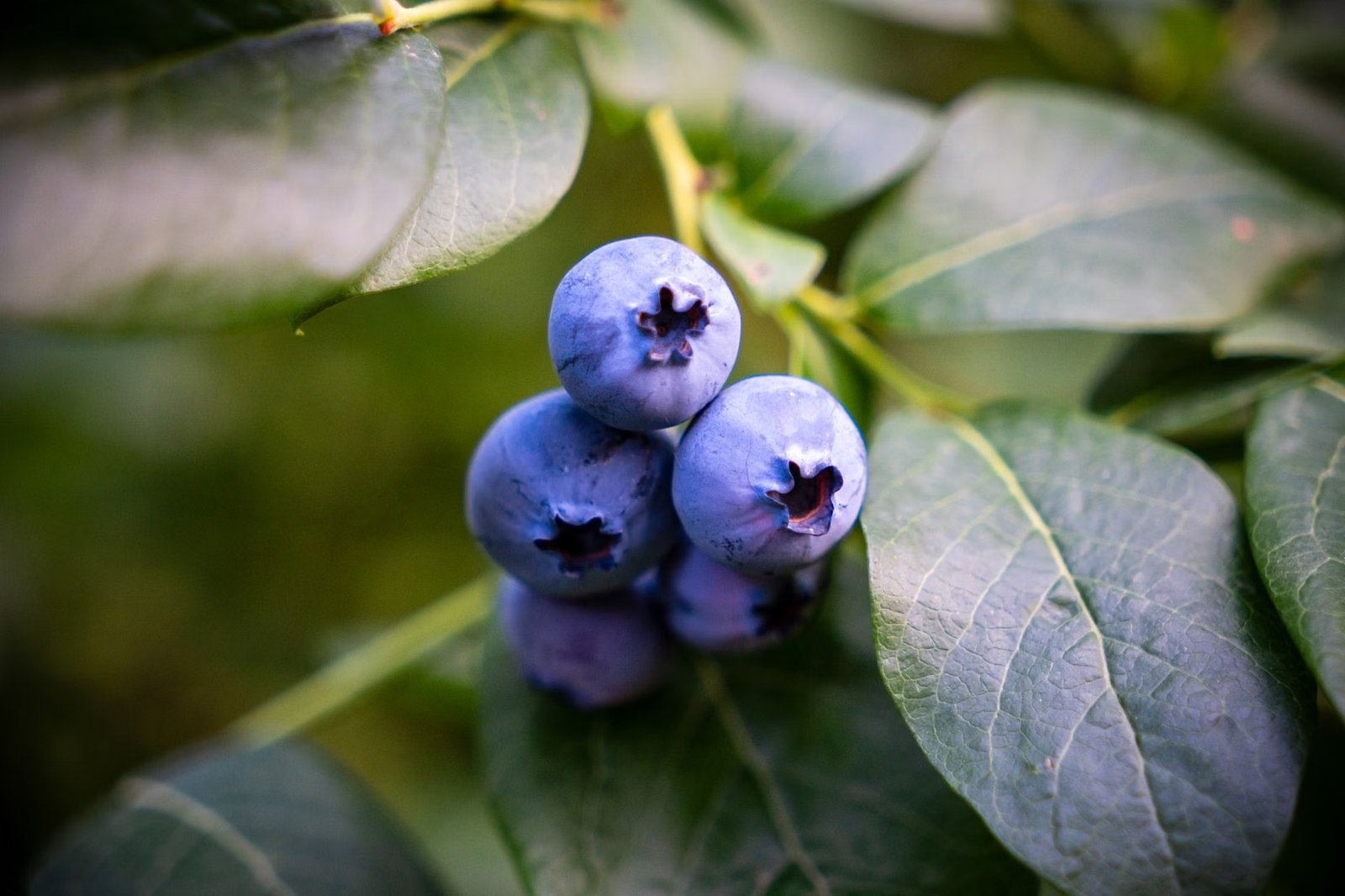 Kidstopia Blueberry Farm