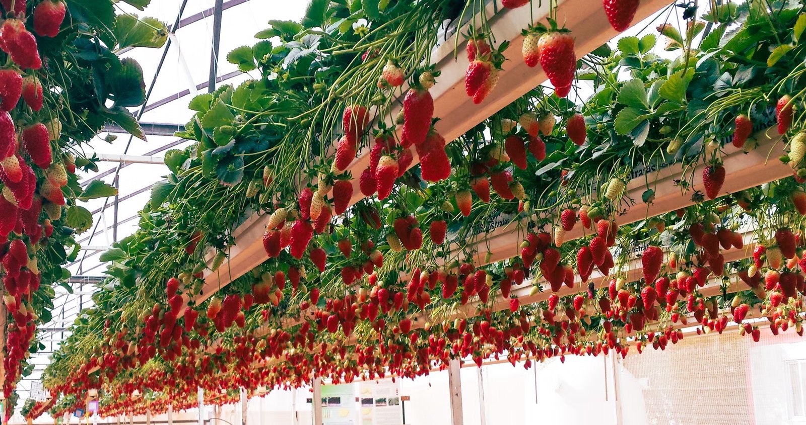 Ward's Berry Farm