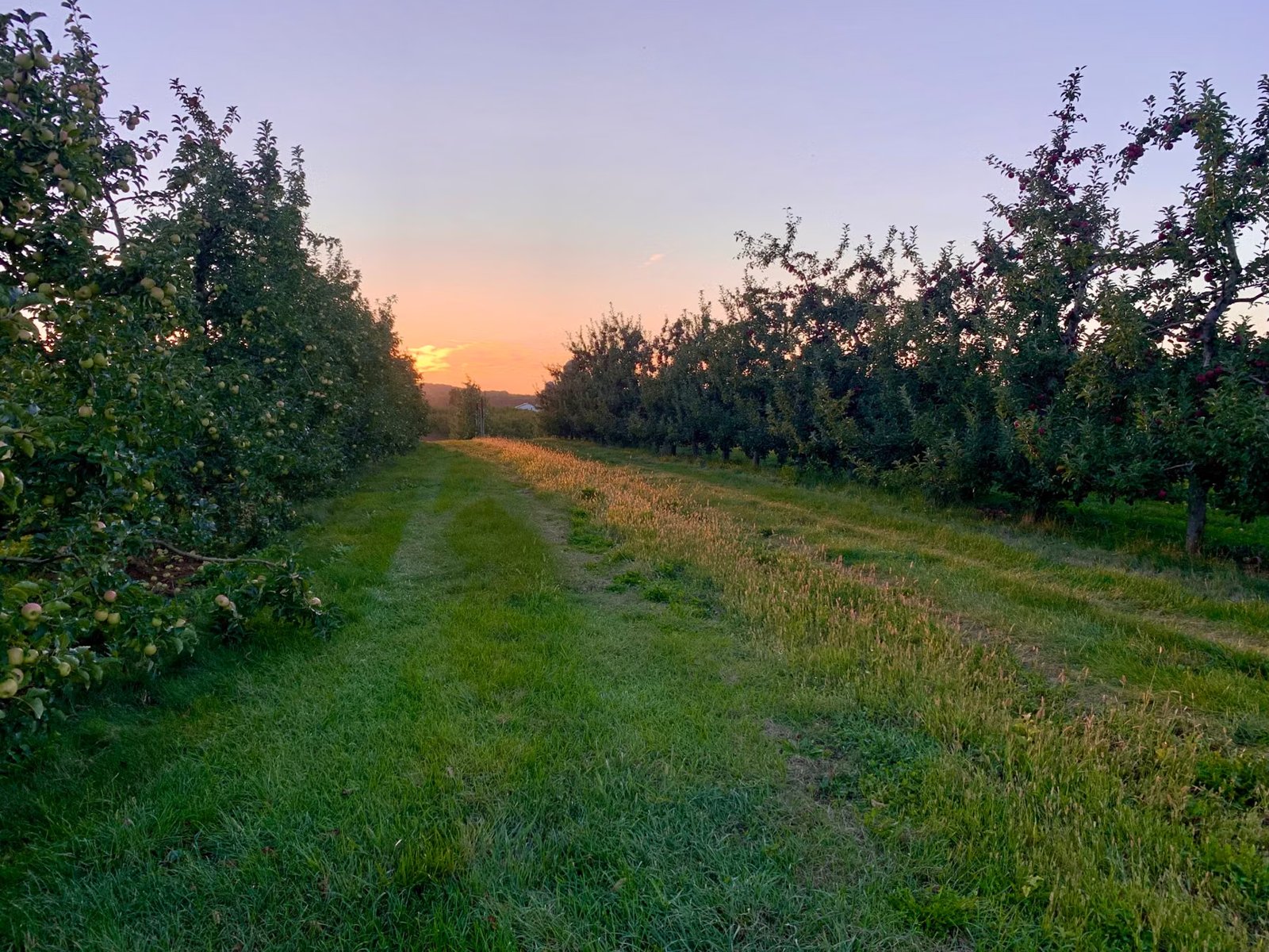 Westward Orchards
