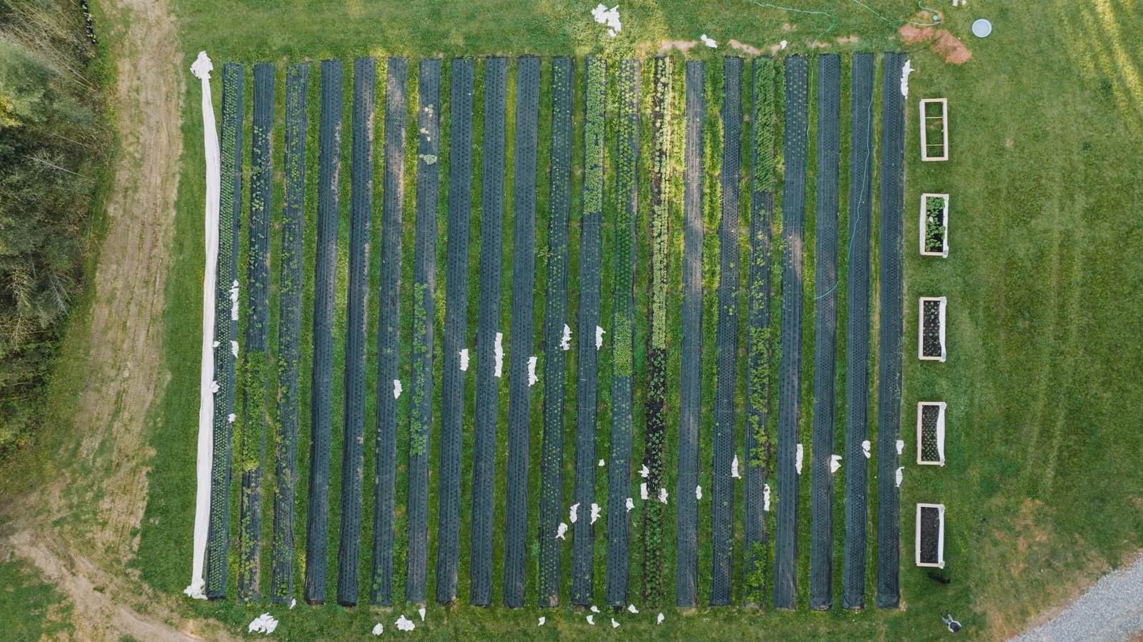 Natick Community Organic Farm