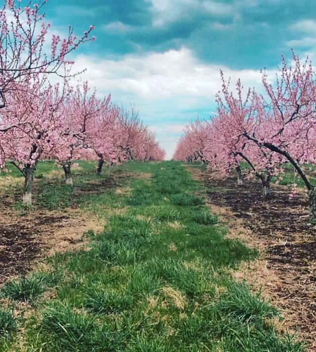 Carver Hill Orchard